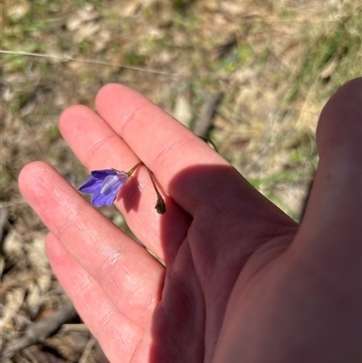 Wahlenbergia sp. (Bluebell) at Strathnairn, ACT - 23 Sep 2025 by KaiDewPHD