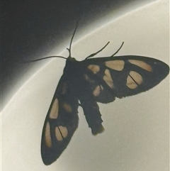 Amata (genus) at Ashmore, QLD - 22 Sep 2025 08:21 PM
