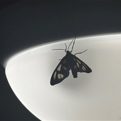 Amata (genus) at Ashmore, QLD - 22 Sep 2025 08:21 PM