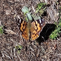 Vanessa kershawi (Australian Painted Lady) at Braidwood, NSW - 23 Sep 2025 by MatthewFrawley