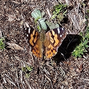 Vanessa kershawi (Australian Painted Lady) at Braidwood, NSW - 23 Sep 2025 by MatthewFrawley