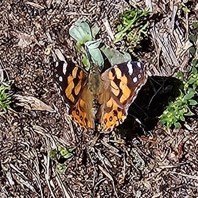Vanessa kershawi (Australian Painted Lady) at Braidwood, NSW - 23 Sep 2025 by MatthewFrawley