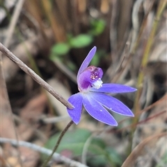 Caladenia caerulea (Blue Fingers, Blue Fairies) at Bungendore, NSW - 23 Sep 2025 by clarehoneydove