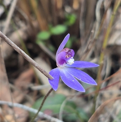 Caladenia caerulea (Blue Fingers, Blue Fairies) at Bungendore, NSW - 23 Sep 2025 by clarehoneydove