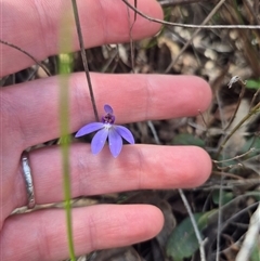 Caladenia caerulea at Bungendore, NSW - suppressed