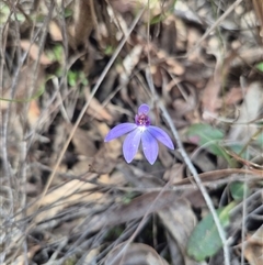 Caladenia caerulea at Bungendore, NSW - suppressed