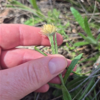 Coronidium scorpioides (Button Everlasting) at Bungendore, NSW - 23 Sep 2025 by clarehoneydove