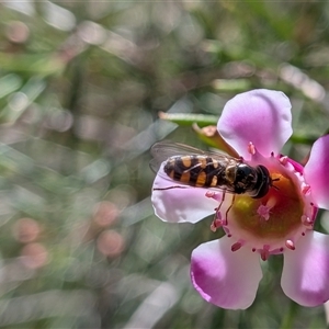 Simosyrphus grandicornis (Common hover fly) at Franklin, ACT - 23 Sep 2025 by chriselidie