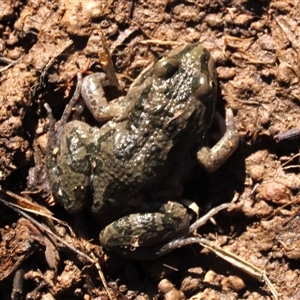 Limnodynastes tasmaniensis (Spotted Grass Frog) at Harrison, ACT - 24 Aug 2022 by AndyRoo