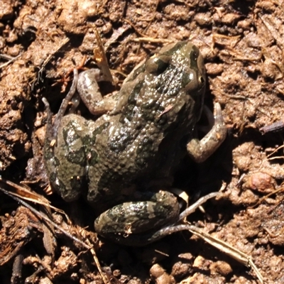 Limnodynastes tasmaniensis (Spotted Grass Frog) at Harrison, ACT - 24 Aug 2022 by AndyRoo