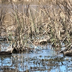 Anas superciliosa (Pacific Black Duck) at Franklin, ACT - 24 Aug 2022 by AndyRoo