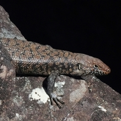 Egernia cunninghami (Cunningham's Skink) at Yellow Rock, NSW - 23 Sep 2025 by BirdoMatt