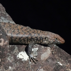 Egernia cunninghami (Cunningham's Skink) at Yellow Rock, NSW - 23 Sep 2025 by BirdoMatt