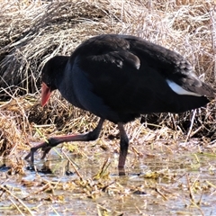 Porphyrio melanotus (Australasian Swamphen) at Franklin, ACT - 24 Aug 2022 by AndyRoo