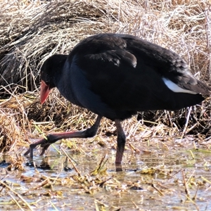 Porphyrio melanotus (Australasian Swamphen) at Franklin, ACT - 24 Aug 2022 by AndyRoo