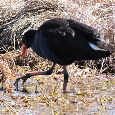 Porphyrio melanotus (Australasian Swamphen) at Franklin, ACT - 24 Aug 2022 by AndyRoo
