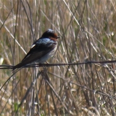 Hirundo neoxena (Welcome Swallow) at Mitchell, ACT - 24 Aug 2022 by AndyRoo