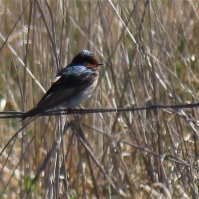Hirundo neoxena (Welcome Swallow) at Mitchell, ACT - 24 Aug 2022 by AndyRoo