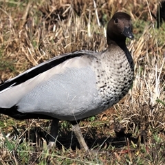 Chenonetta jubata (Australian Wood Duck) at Harrison, ACT - 24 Aug 2022 by AndyRoo
