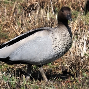 Chenonetta jubata (Australian Wood Duck) at Harrison, ACT - 24 Aug 2022 by AndyRoo