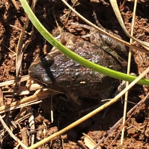Limnodynastes tasmaniensis (Spotted Grass Frog) at Harrison, ACT - 24 Aug 2022 by AndyRoo