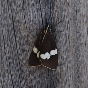 Nyctemera amicus (Senecio Moth, Magpie Moth, Cineraria Moth) at Gungahlin, ACT - 23 Sep 2025 by HappyWanderer