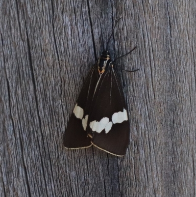 Nyctemera amicus (Senecio Moth, Magpie Moth, Cineraria Moth) at Gungahlin, ACT - 23 Sep 2025 by HappyWanderer