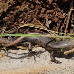 Lampropholis delicata (Delicate Skink) at Harrison, ACT - 24 Aug 2022 by AndyRoo