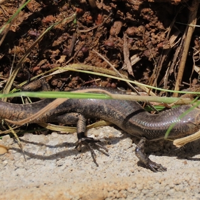 Lampropholis delicata (Delicate Skink) at Harrison, ACT - 24 Aug 2022 by AndyRoo