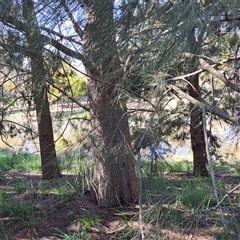 Casuarina cunninghamiana subsp. cunninghamiana (River She-Oak, River Oak) at Gungahlin, ACT - 23 Sep 2025 by abread111