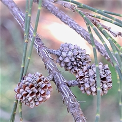 Casuarina cunninghamiana subsp. cunninghamiana at Gungahlin, ACT - 23 Sep 2025 10:13 AM