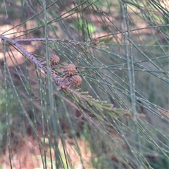Casuarina cunninghamiana subsp. cunninghamiana at Gungahlin, ACT - 23 Sep 2025 10:13 AM
