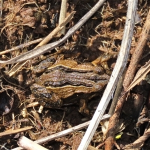 Crinia signifera at Harrison, ACT - 24 Aug 2022 by AndyRoo