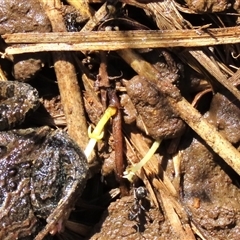 Iridomyrmex sp. (genus) (Ant) at Franklin, ACT - 24 Aug 2022 by AndyRoo
