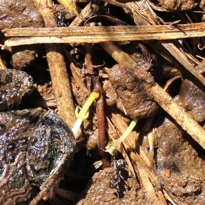 Iridomyrmex sp. (genus) (Ant) at Franklin, ACT - 24 Aug 2022 by AndyRoo