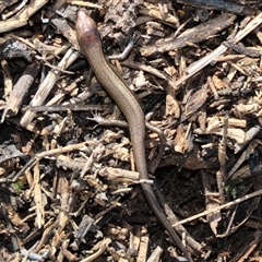 Lampropholis delicata (Delicate Skink) at Harrison, ACT - 24 Aug 2022 by AndyRoo