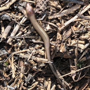 Lampropholis delicata (Delicate Skink) at Harrison, ACT - 24 Aug 2022 by AndyRoo