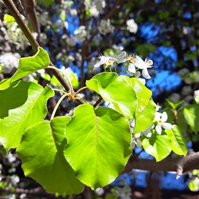 Pyrus calleryana (Callery Pear) at Gungahlin, ACT - 23 Sep 2025 by abread111