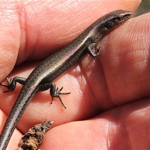 Lampropholis delicata (Delicate Skink) at Harrison, ACT - 24 Aug 2022 by AndyRoo