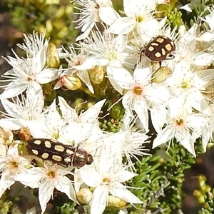 Castiarina parallela at The Pilliga, NSW - suppressed