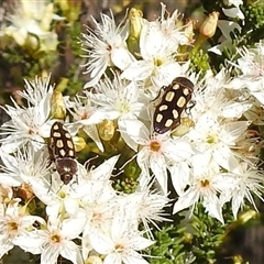 Castiarina parallela at The Pilliga, NSW - suppressed