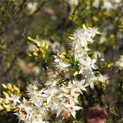 Castiarina parallela at The Pilliga, NSW - suppressed