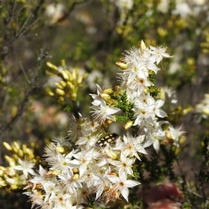 Castiarina parallela at The Pilliga, NSW - suppressed