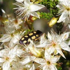 Castiarina parallela at The Pilliga, NSW - suppressed