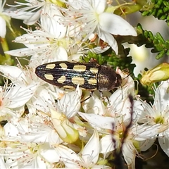 Castiarina parallela at The Pilliga, NSW - suppressed