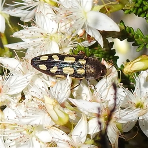 Castiarina parallela at The Pilliga, NSW - suppressed