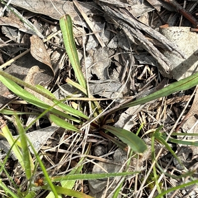 Microseris walteri (Yam Daisy, Murnong) at Bruce, ACT - 23 Sep 2025 by JVR