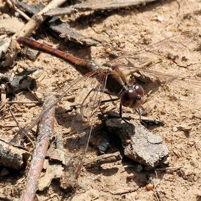 Diplacodes bipunctata (Wandering Percher) at Leneva, VIC - 20 Sep 2025 by KylieWaldon