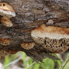 Hexagonia vesparia (Wasp Nest Polypore) at Wodonga, VIC - 20 Sep 2025 by KylieWaldon