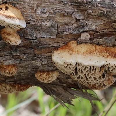 Hexagonia vesparia (Wasp Nest Polypore) at Wodonga, VIC - 20 Sep 2025 by KylieWaldon